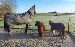 Paarden welkom bij B&B "Aan de Linde"